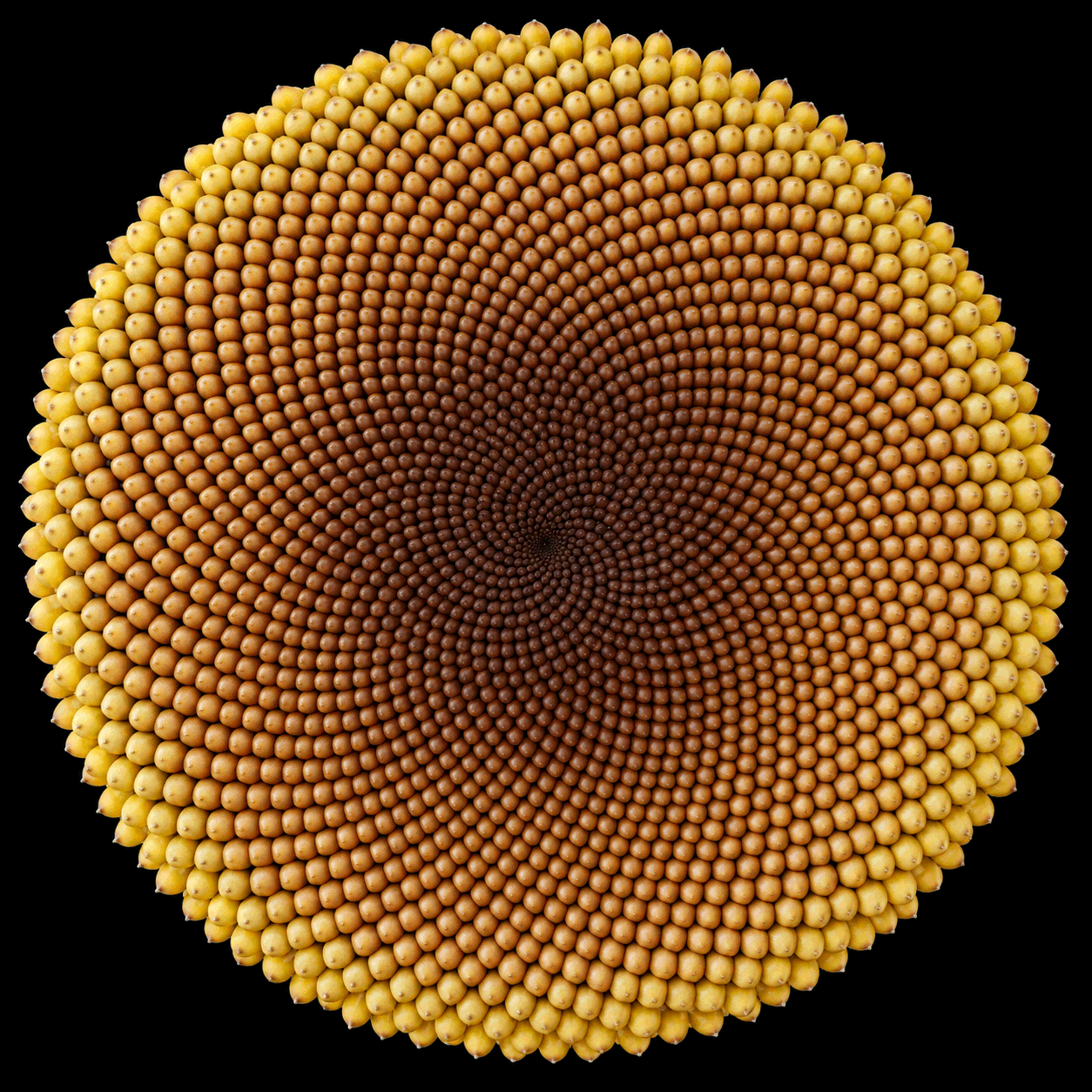 Phyllotaxis pattern resembling a sunflower seed arrangement